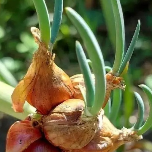 Oignon rocambole Pot 1L