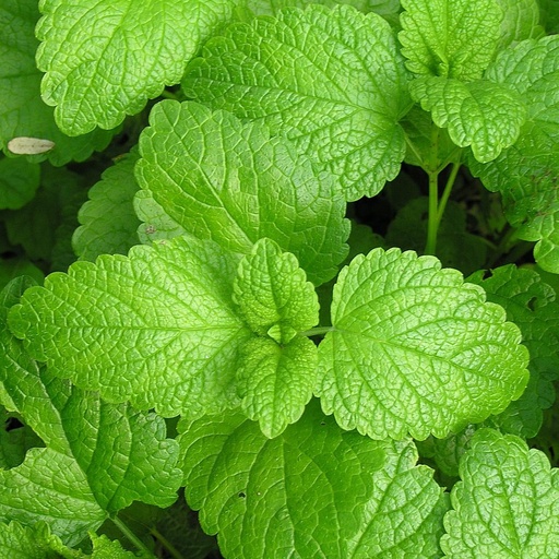 Melisse Pot 3L