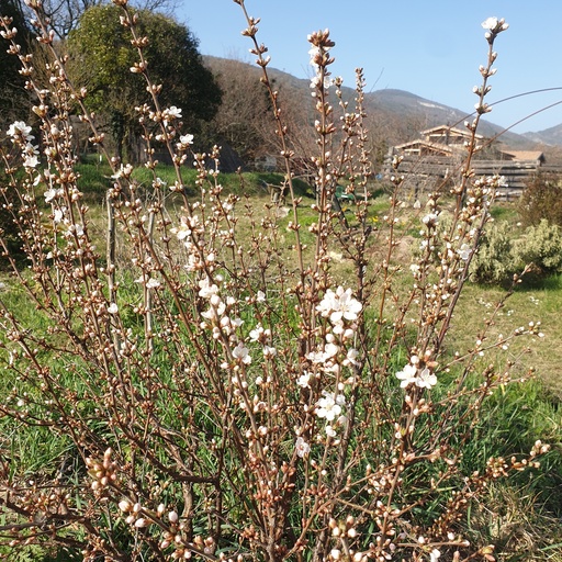 Ragouminier blanc 'snowit' pot 1L