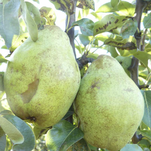 Poirier 'Curé'/ Farold87 Racines nues