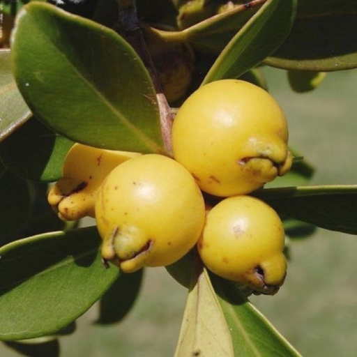 Goyavier fraise (jaune) Pot 9cm