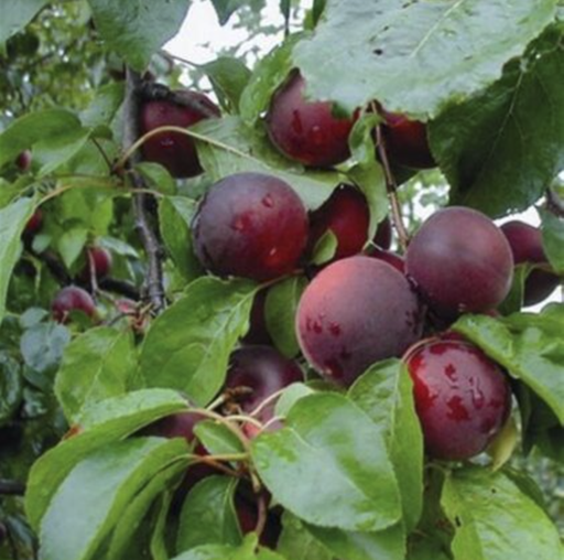 Prunier 'Cherrykose' / Saint Julien Racines nues