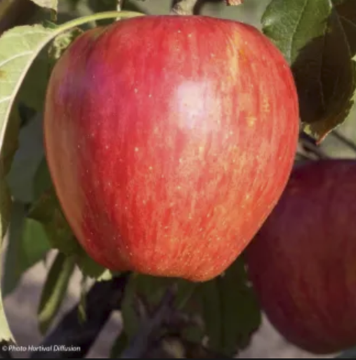 Pommier 'Calville rayée'/ Bittenfelder Racines nues