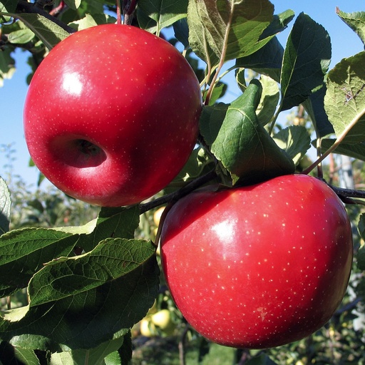 Pommier 'Ariane'/ Bittenfelder Racines nues