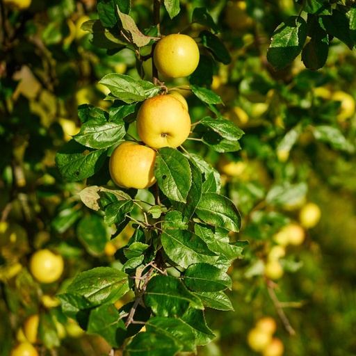 Pommier 'Belle Fleur Jaune'/ Bittenfelder Racines nues