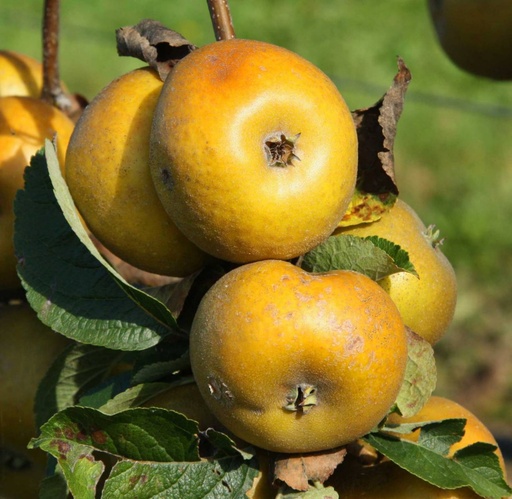 Pommier 'Patte de loup' / Bittenfelder Racines nues