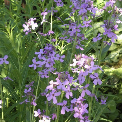 Julienne des dames pot1L