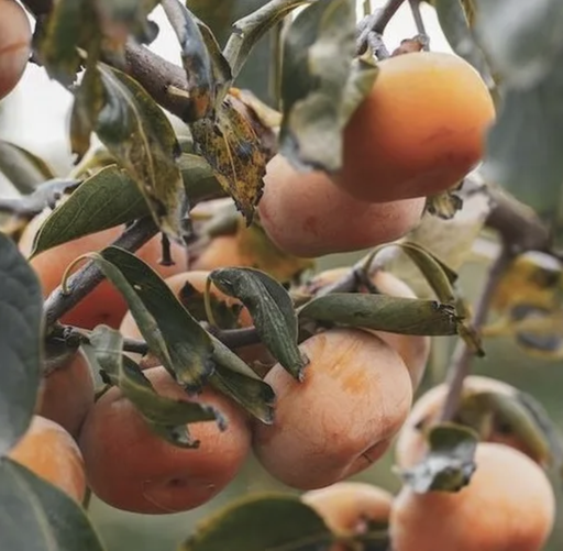 Plaqueminier (kaki) 'Meader' /virginiana pot3L