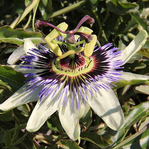 Passiflore Damsels Delight GDT 9