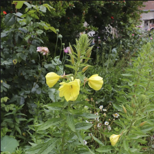 Onagre des jardins Pot 1L