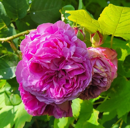 Rosier Centifolia Pot 5L