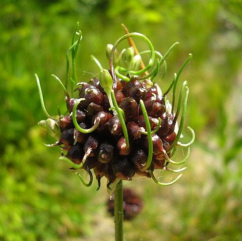 Ail rocambole Pot 9cm