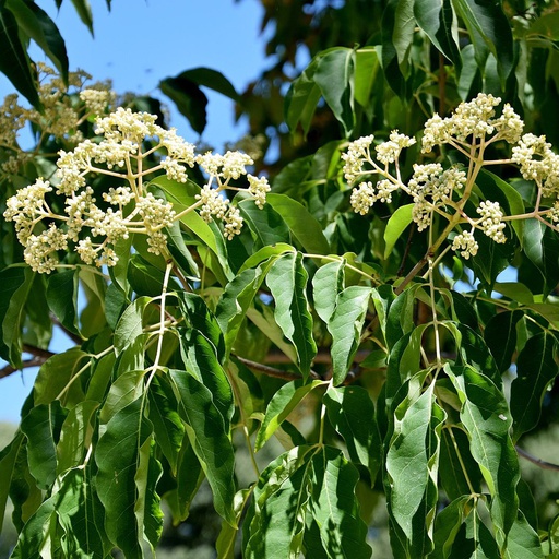 Arbre à miel Pot 3L