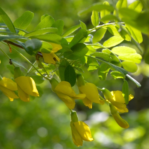 Arbre aux pois Racines nues