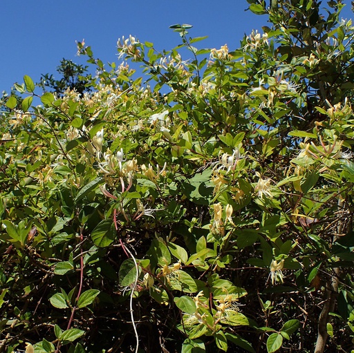 Chèvrefeuille odorant du Japon 'Chinensis' Pot 3L