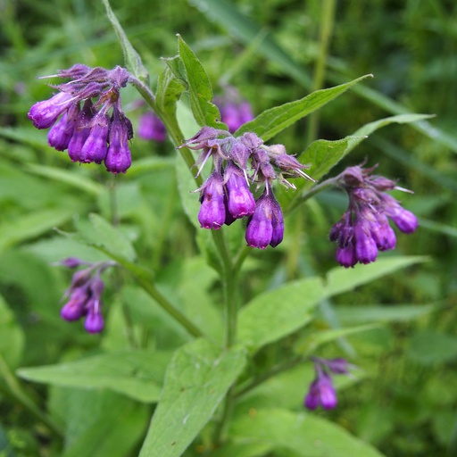 Consoude 'Officinale’ Pot 9cm