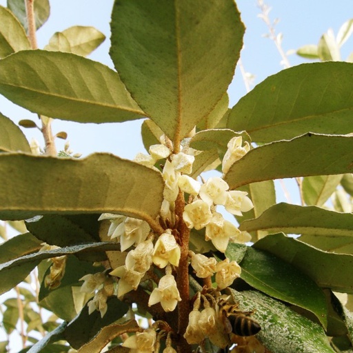 Eleagnus, Chalef de ebbinge 'Compacta' Pot 3L