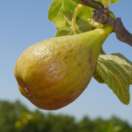 Figuier 'Madeleine des 2 saisons’ Pot 3L