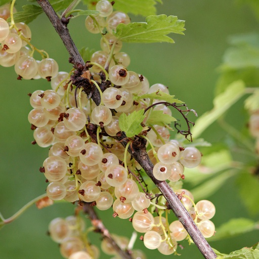 Groseiller blanc 'Blanka’ Pot 1L