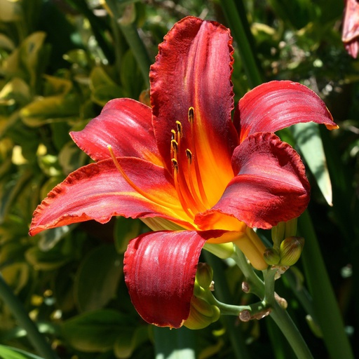 Hémérocalle / lys d’un jour 'Stella in red' Pot 1L