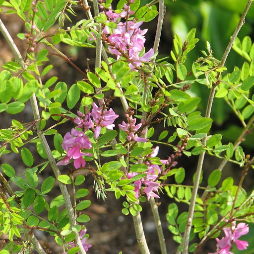 Indigotier de l'himalaya 'silk road' Pot 3L