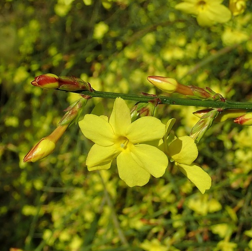 Jasmin d'hiver Pot 3L