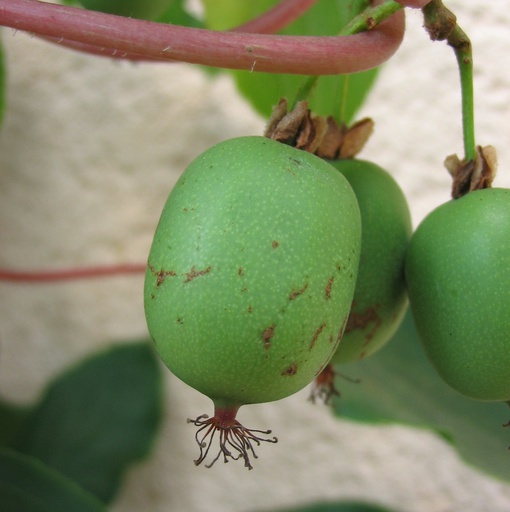 Kiwaï femelle ‘Weiki’ Pot 3L