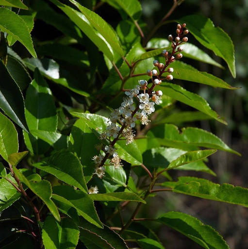 Laurier du Portugal 'Angustifolia' Pot 3L