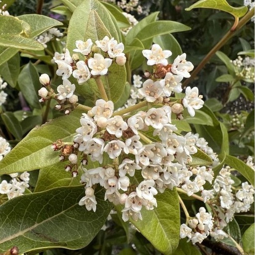 Laurier tin 'Giganteum' Pot 3L