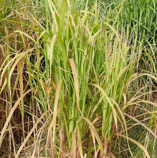 Miscanthus géant Pot 3L