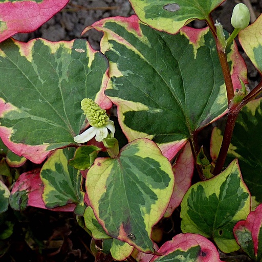 Poivre de Chine 'Chameleon' Pot 3L