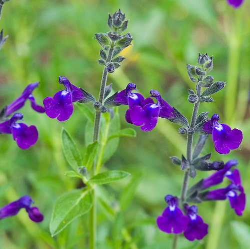 Sauge a petite feuille a fleur bleue Pot 1L