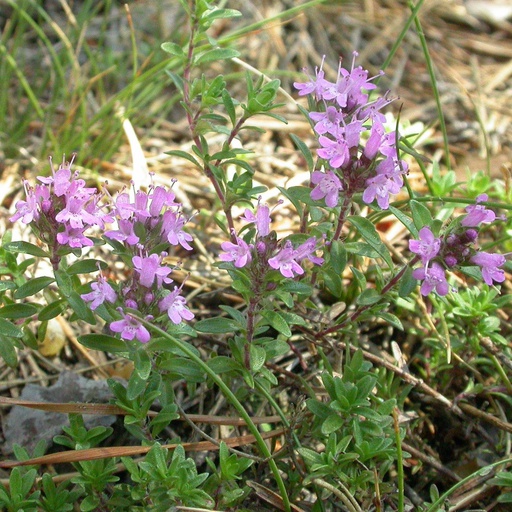 Thym serpolet Pot 9 cm