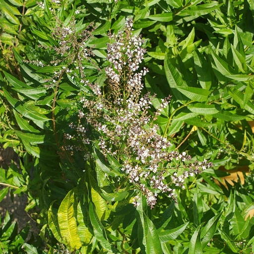 Verveine citronnée Pot 1,3L