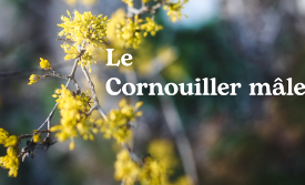 Le Cornouiller mâle pour le jardin forêt